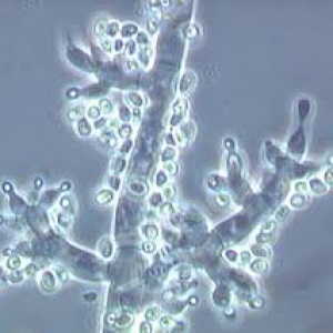 TRICHODERMA.SP